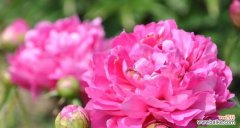 探寻牡丹的秘密 牡丹之美