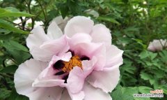 揭秘牡丹花语 牡丹花语与其鲜花语言的深度剖析