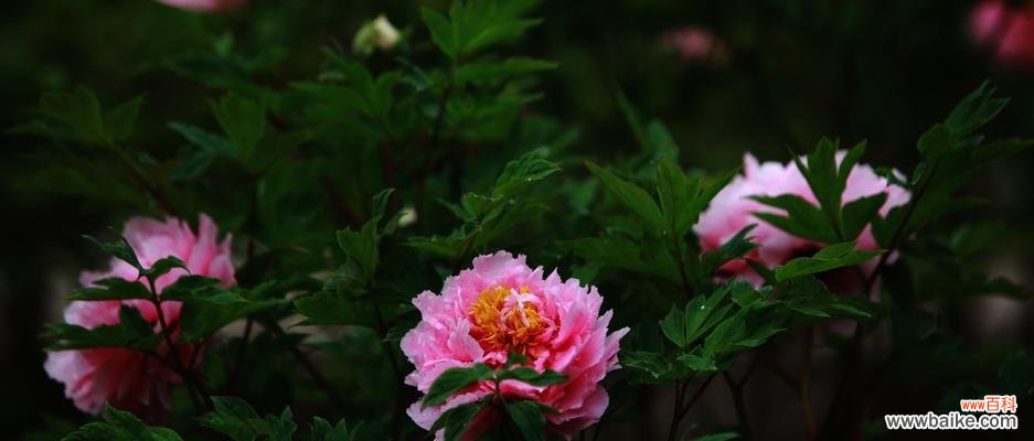 揭秘牡丹花语 牡丹花语与其鲜花语言的深度剖析