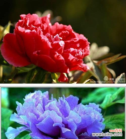 探寻牡丹花的多重象征意义 牡丹花的象征与寓意