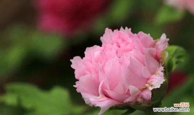 探寻牡丹花的多重象征意义 牡丹花的象征与寓意