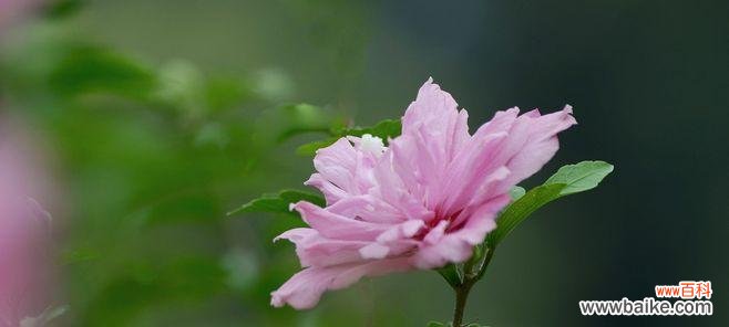 探寻木瑾花的神秘之美 以木瑾花为主题的象征意义