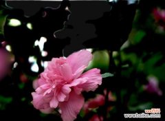 探寻木瑾花的神秘之美 以木瑾花为主题的象征意义