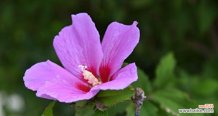 探寻木瑾花的神秘之美 以木瑾花为主题的象征意义