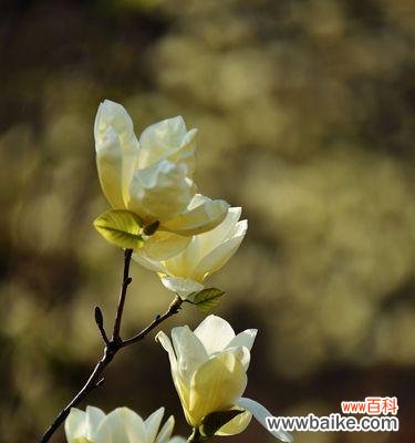以花语为纽带 友情花开，相伴相知