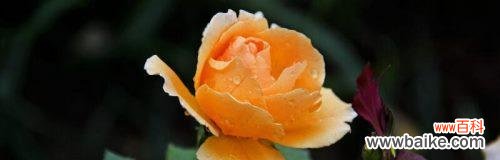 解读花开花落背后的情感世界 月季花的花语探秘