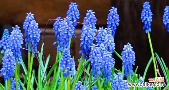 花语与象征意义探究，传递人类的情感和思想 风信子——花间的爱情宣言