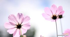 揭示这朵花的神秘面纱，了解它的象征意义 大波斯菊的花语与寓意