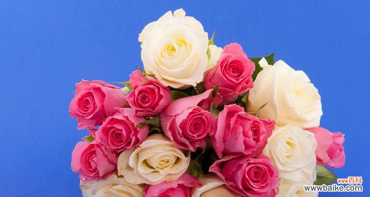 深入探究13朵粉玫瑰所传达的情感与意义 13朵粉玫瑰花代表的含义