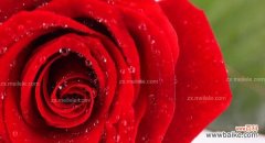 探究花语、情感和文化背景 探讨19朵玫瑰的意义与象征