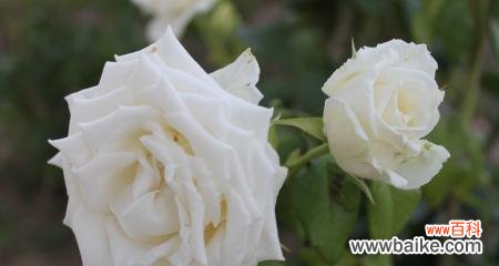 探索白玫瑰在不同文化中的象征意义 白玫瑰代表的意义及寓意