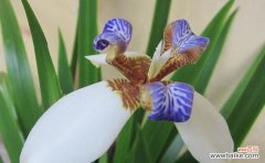 解析尾花鸢尾的象征意义及传说 尾花鸢尾的花语