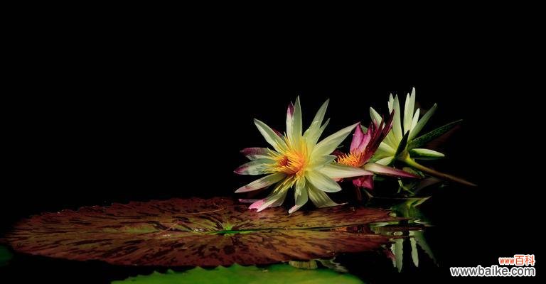 八种颜色，八种心情 睡莲之美——探讨不同颜色睡莲的花语和寓意