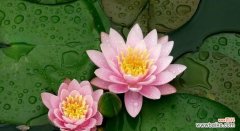 八种颜色，八种心情 睡莲之美——探讨不同颜色睡莲的花语和寓意