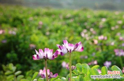 探索神秘的花语世界 紫云英的花语