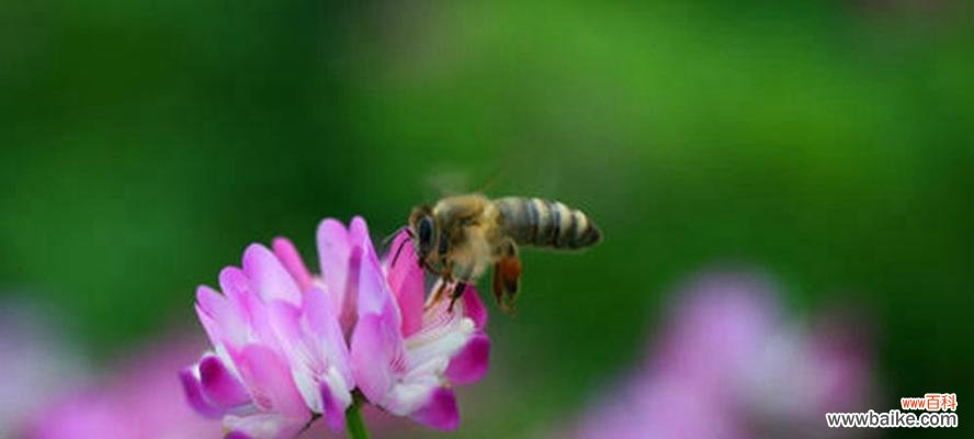 探索神秘的花语世界 紫云英的花语