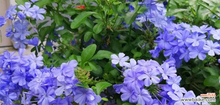 探寻蓝雪花的深层含义 蓝雪花花语含义剖析