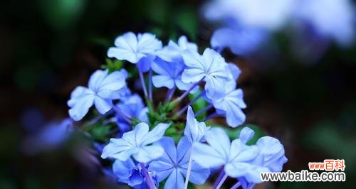 探寻蓝雪花的深层含义 蓝雪花花语含义剖析