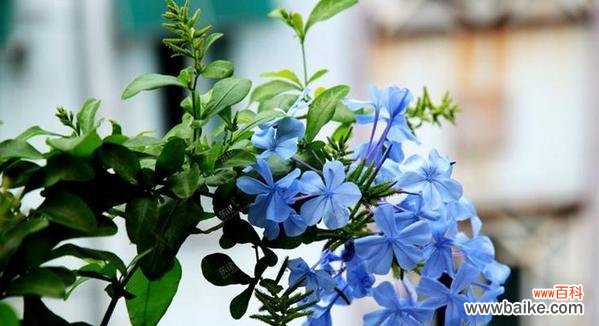 探寻蓝雪花的深层含义 蓝雪花花语含义剖析