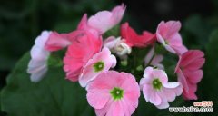 探寻樱花草的8大花语 樱花草花语的魅力