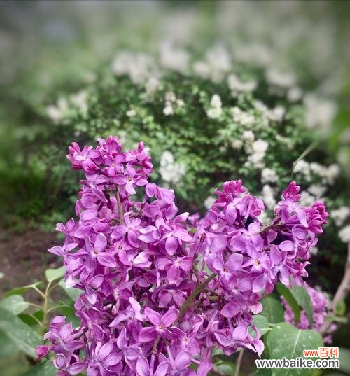 探索丁香花语的魅力与意义 丁香花语——一朵芬芳的传情媒介