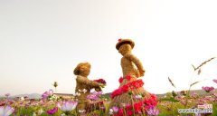 传递爱情和希望的花语 大波斯菊花语解析