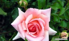 探秘薄雪草的含义与象征 薄雪草的花语