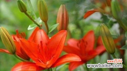 探秘薄雪草的含义与象征 薄雪草的花语