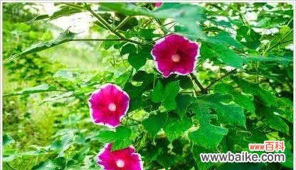 探秘薄雪草的含义与象征 薄雪草的花语