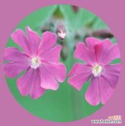 秋萝花开，生命亦燃；不剪不生，感悟生命真谛 剪秋萝之美——秋萝花语的深刻寓意