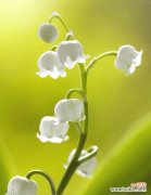 探究铃兰花的寓意和象征意义 铃兰花的花语