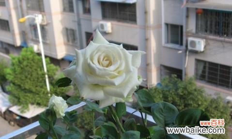 双生花的寓意 双生花