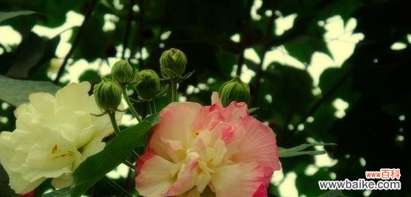 双生花的寓意 双生花