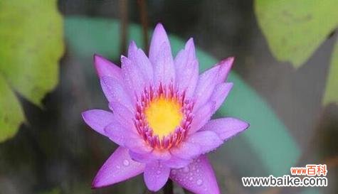 浮生若梦 睡莲开花的寓意与象征