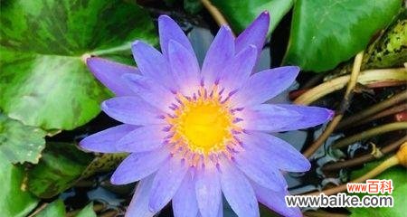 浮生若梦 睡莲开花的寓意与象征