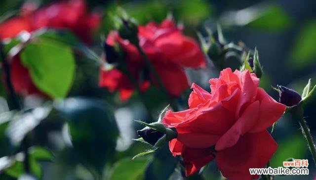 探索海棠花的含义与象征 聆听的花语——以海棠花为主题的花语文化探析