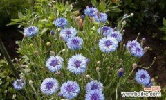 揭示矢车菊的花语和深层寓意 矢车菊花语与寓意