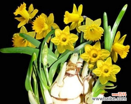 以水仙花语解读花的象征意义 水仙花——花开寓意的美丽之源