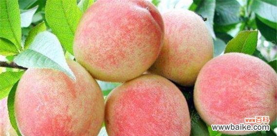 解读水蜜桃背后的隐含寓意 水蜜桃的象征意义及其美好寓意