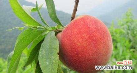 解读水蜜桃背后的隐含寓意 水蜜桃的象征意义及其美好寓意