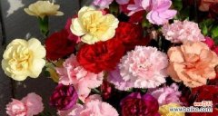 花语 十一朵康乃馨的意义与象征