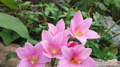 以银杏花的花语为例 追寻花语之谜——探寻最特别的花语