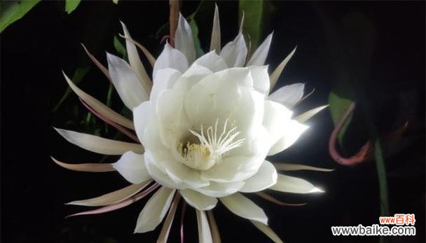 当玫瑰凋谢 生命之终