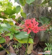 当玫瑰凋谢 生命之终