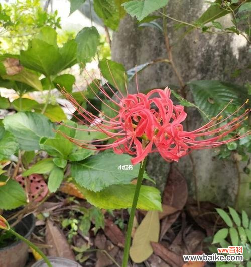 当玫瑰凋谢 生命之终