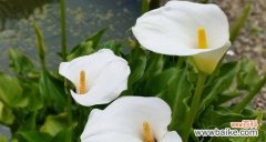 揭开马蹄莲的花语之谜 马蹄莲的花语是什么