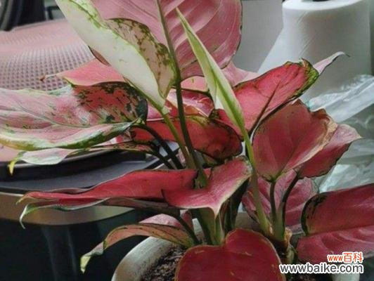 草木之王的卓越生命力 万年青的象征意义与意象