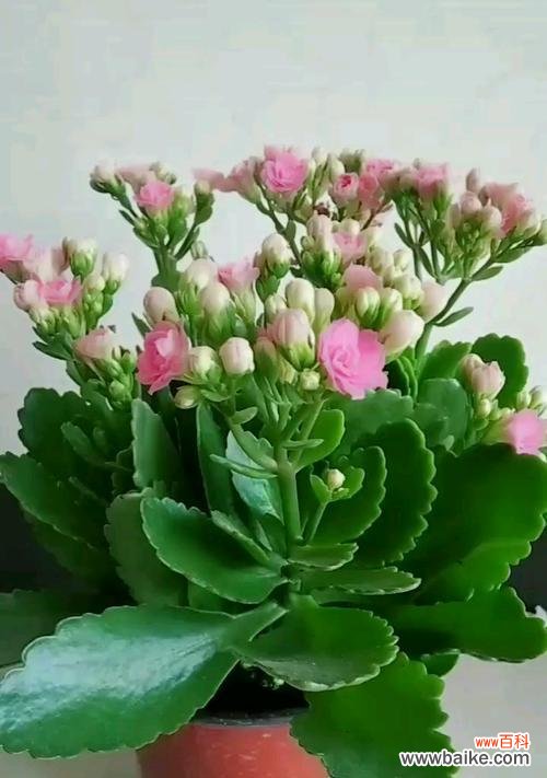 长寿花的象征和文化内涵 送女友长寿花的寓意与祝福