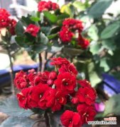 长寿花的象征和文化内涵 送女友长寿花的寓意与祝福