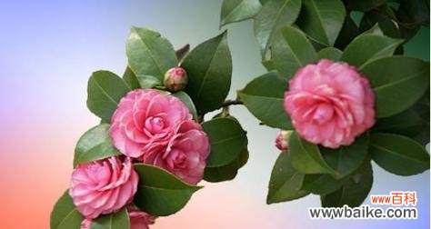 探寻山茶花背后的情感世界 泰戈尔山茶花的寓意与意义